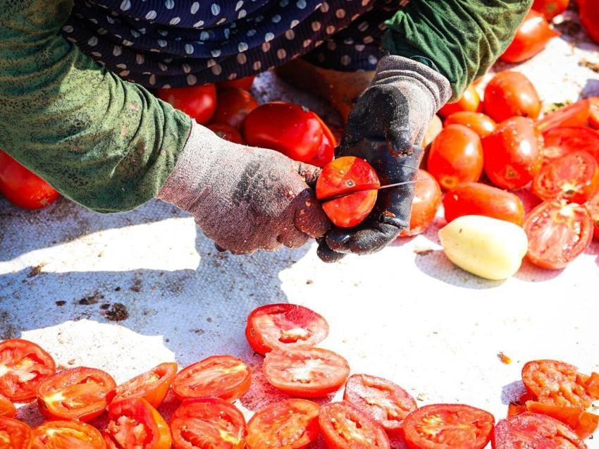 İzmir Torbalı’da kırmızı altın sezonu: 13 kilodan sadece 1 kilo çıkıyor, 90 ülkeye gönderiliyor