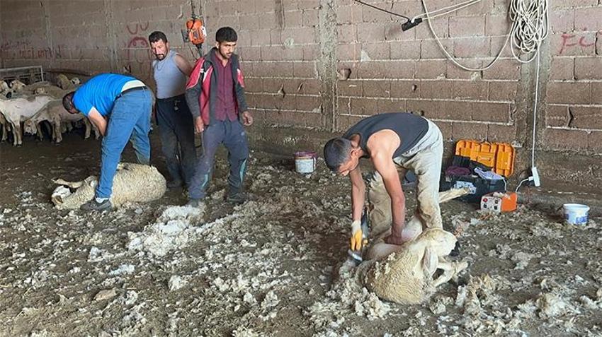 Gelirleri genel müdür maaşını aratmıyor! Yaz boyunca servet kazanıyorlar