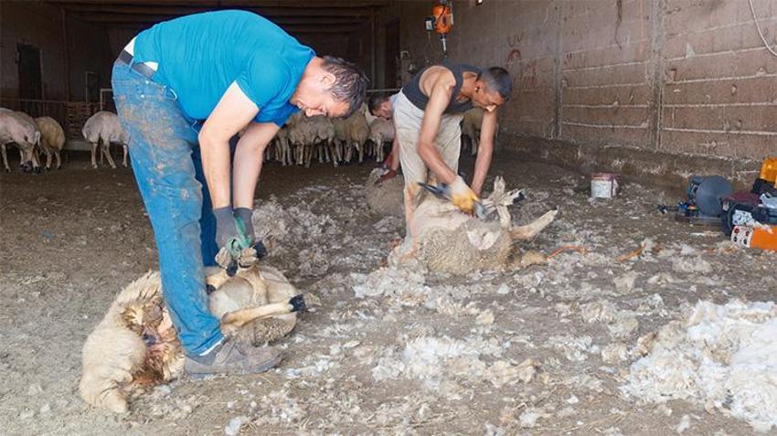 Gelirleri genel müdür maaşını aratmıyor! Yaz boyunca servet kazanıyorlar