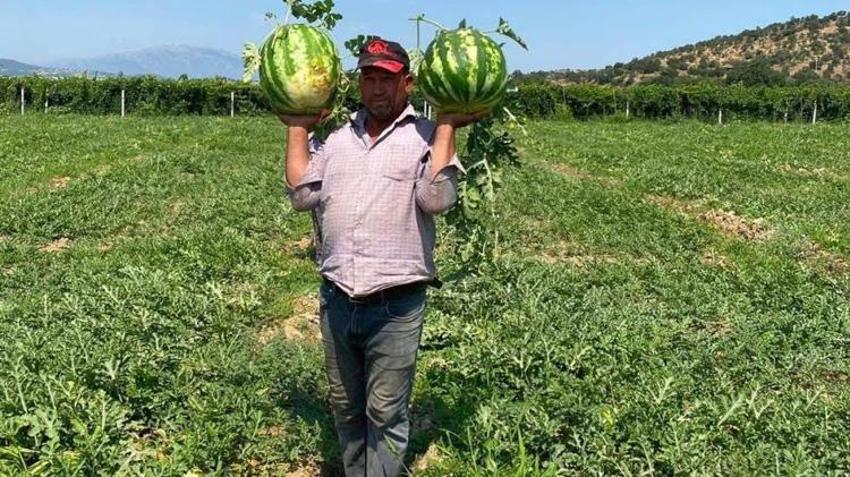 Tarlada verilen fiyatı duyunca vazgeçti! Manisalı çiftçi çözümü pazarda buldu