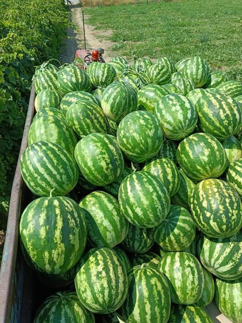 Tarlada verilen fiyatı duyunca vazgeçti! Manisalı çiftçi çözümü pazarda buldu