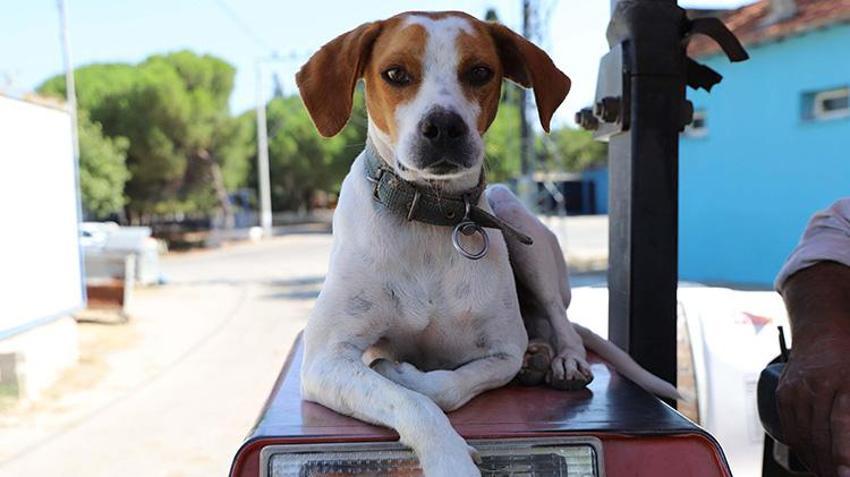 Üç yıl önce sahiplendiği köpek yol arkadaşı oldu: Motosikletin arkasına binip eve dönüyor, traktörü kimseye bırakmıyor!