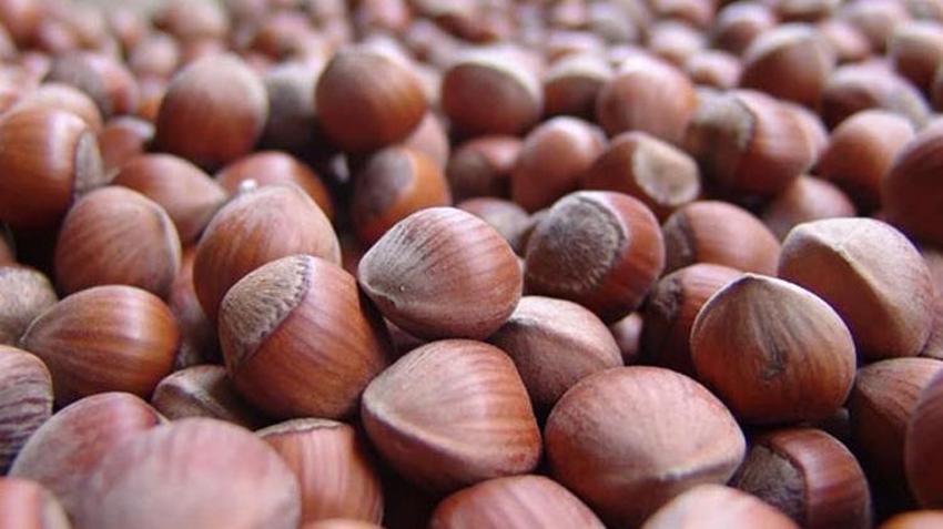 Giresun'da fındık mesaisi başlıyor! İlk işçiler bölgeye ulaşmaya başladı