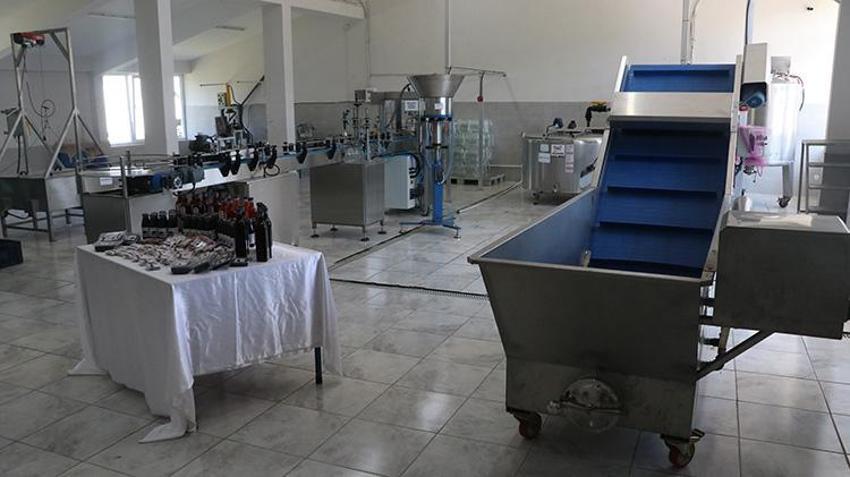 Çöpü bile değerlendiriliyor, tüketen şifa buluyor! Yalova’nın süper meyvesi sanayiye kazandırıldı, kapasite 3 katına çıkacak
