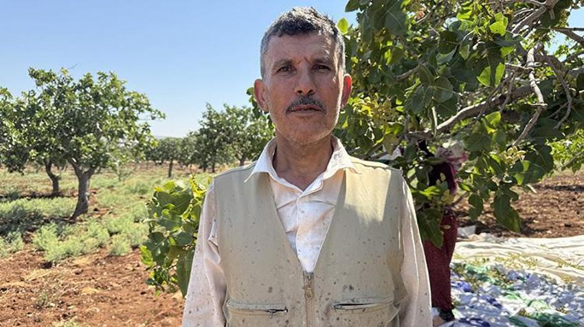 Kilis'te 40 derece sıcakta fıstık mesaisi başladı! Sabah güneş doğmadan tarlaya giriyorlar: Fiyatlar çiftçinin yüzünü güldürdü