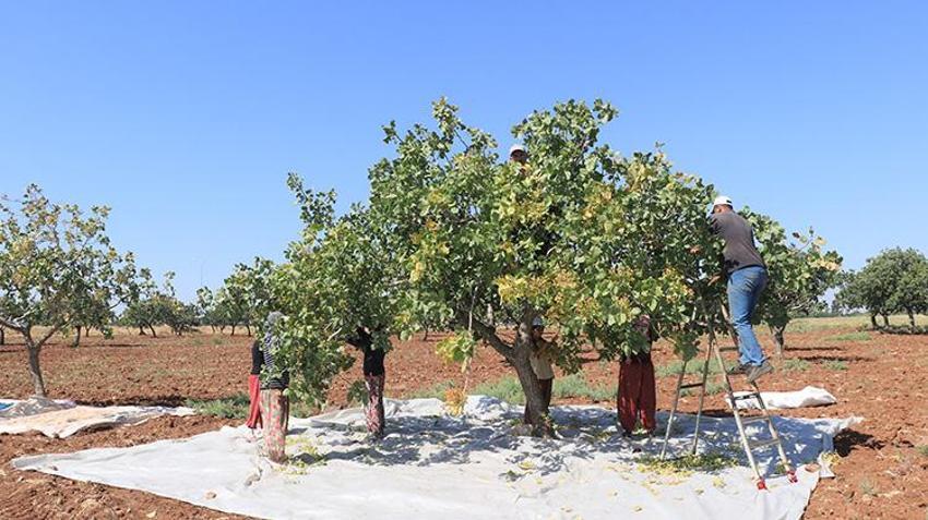 Kilis'te 40 derece sıcakta fıstık mesaisi başladı! Sabah güneş doğmadan tarlaya giriyorlar: Fiyatlar çiftçinin yüzünü güldürdü
