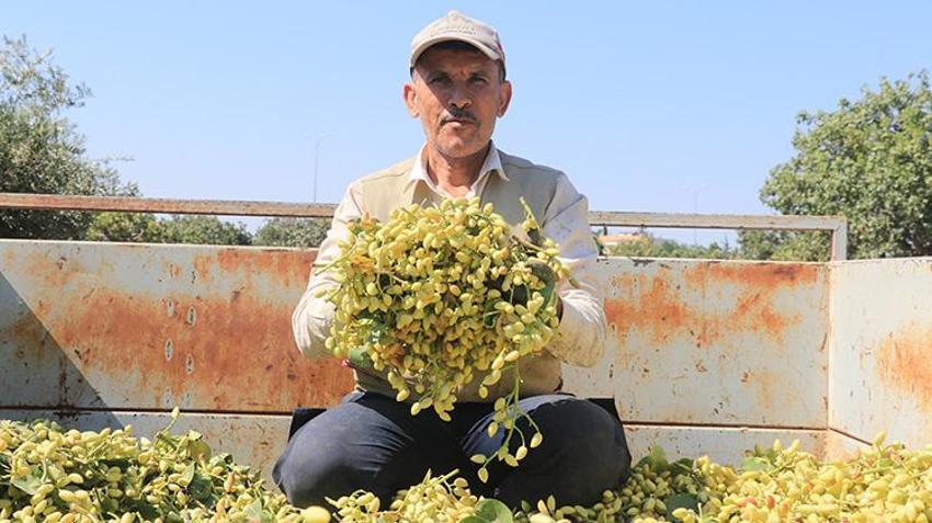 Kilis'te 40 derece sıcakta fıstık mesaisi başladı! Sabah güneş doğmadan tarlaya giriyorlar: Fiyatlar çiftçinin yüzünü güldürdü