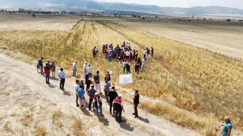 Denizli'de geliştirildi, ilk hasat Afyonkarahisar'da yapıldı! Çiftçiye yeni kazanç kapısı olabilir
