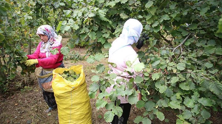 Ordu’da mesai erken başladı: Sıcak havalar erken olgunlaştırdı, üreticiler 10 Ağustos'tan önce bahçedeydi