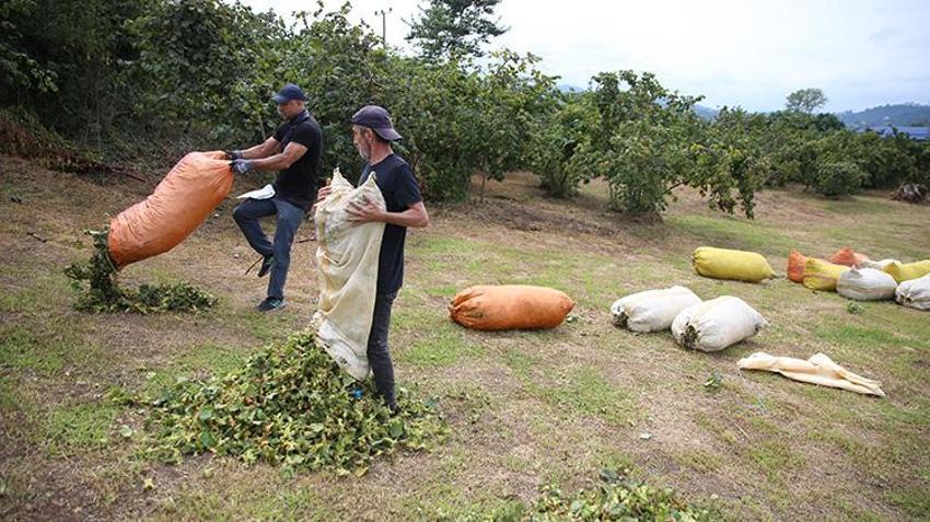Ordu’da mesai erken başladı: Sıcak havalar erken olgunlaştırdı, üreticiler 10 Ağustos'tan önce bahçedeydi
