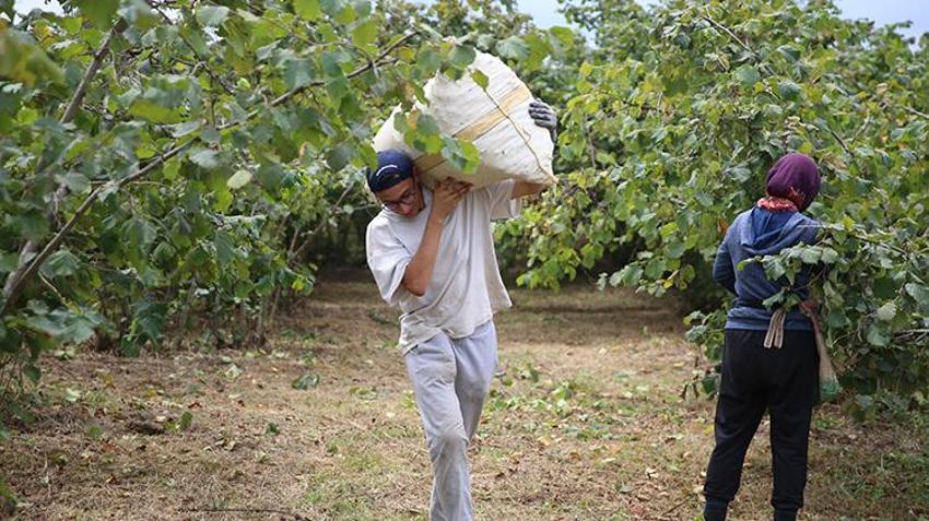 Ordu’da mesai erken başladı: Sıcak havalar erken olgunlaştırdı, üreticiler 10 Ağustos'tan önce bahçedeydi