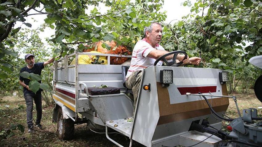 Ordu’da mesai erken başladı: Sıcak havalar erken olgunlaştırdı, üreticiler 10 Ağustos'tan önce bahçedeydi