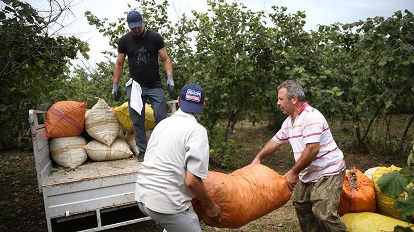 Ordu’da mesai erken başladı: Sıcak havalar erken olgunlaştırdı, üreticiler 10 Ağustos'tan önce bahçedeydi