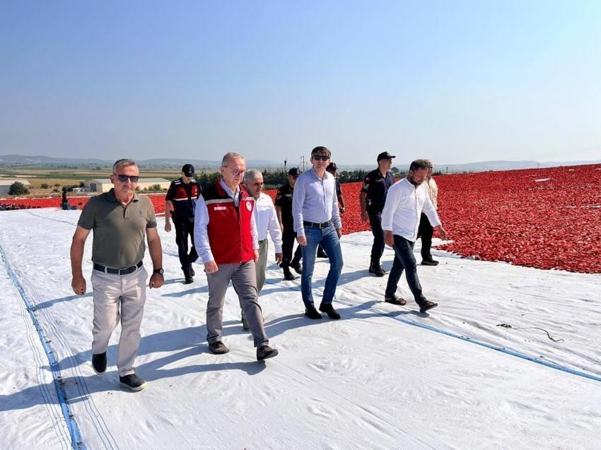 Bu domates altın değerinde! Manisa'da yetiştirilip dünyaya gönderiliyor