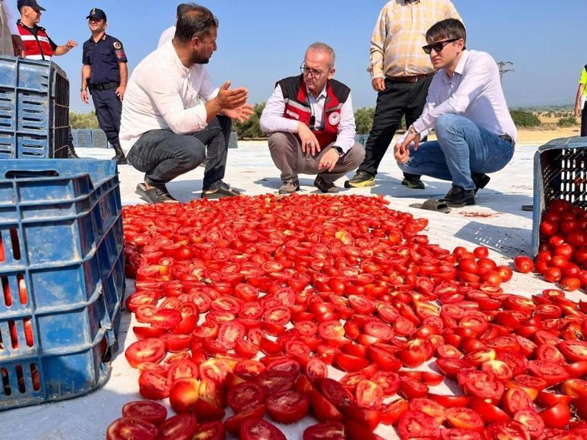 Bu domates altın değerinde! Manisa'da yetiştirilip dünyaya gönderiliyor