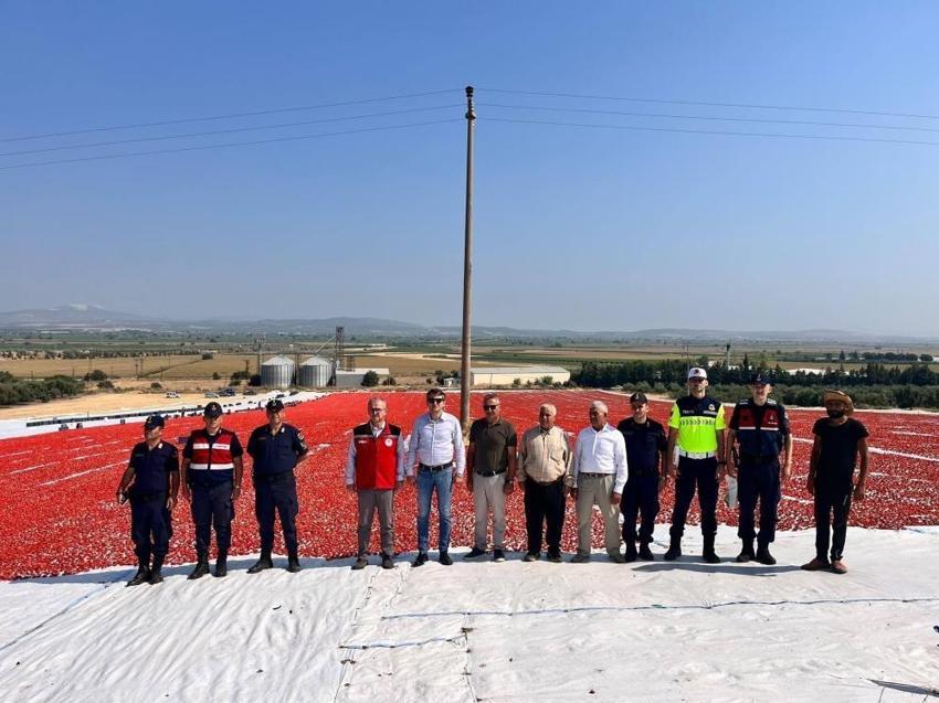 Bu domates altın değerinde! Manisa'da yetiştirilip dünyaya gönderiliyor