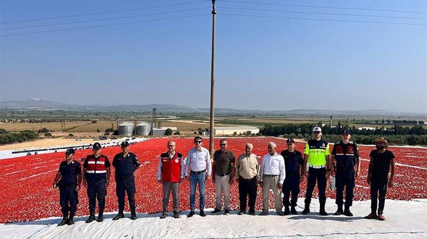 Saruhanlı'nın 'kırmızı altını' dünyaya açılıyor! 1.500 ton ihraç ediliyor