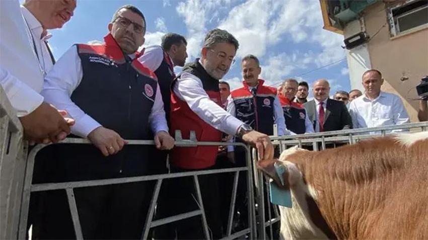 Saruhanlı'nın 'kırmızı altını' dünyaya açılıyor! 1.500 ton ihraç ediliyor