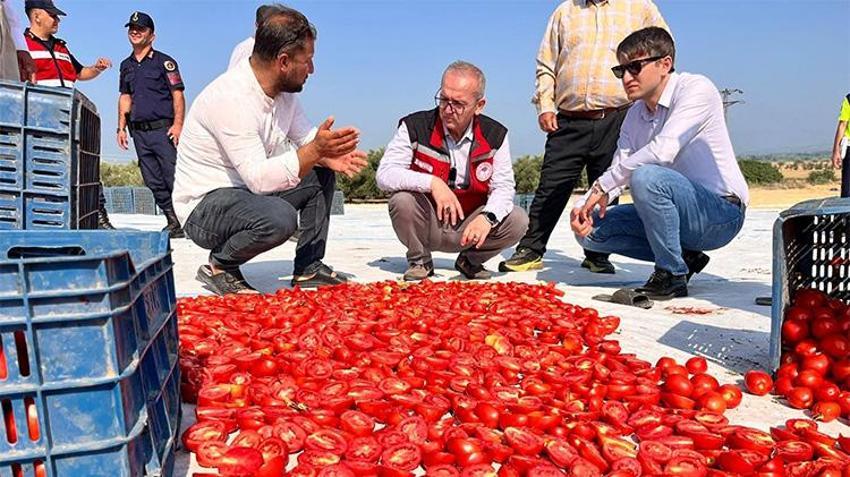 Saruhanlı'nın 'kırmızı altını' dünyaya açılıyor! 1.500 ton ihraç ediliyor