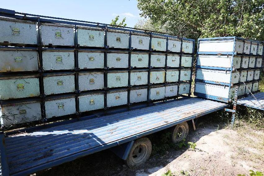 Niğde'de arıcılıkta rekor kırıldı: 3 tona yakın kaliteli bal hasadı gerçekleştirildi