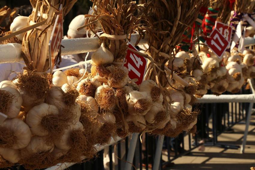 Dünyaca ünlü coğrafi işaretli Taşköprü sarımsağı festivalde yarıştı: 80 demet arasından en iyi sarımsak seçildi