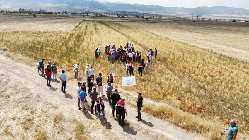 Denizli’de geliştirilen Borsa-20 nohut çeşidinde ilk hasat heyecanı yaşandı