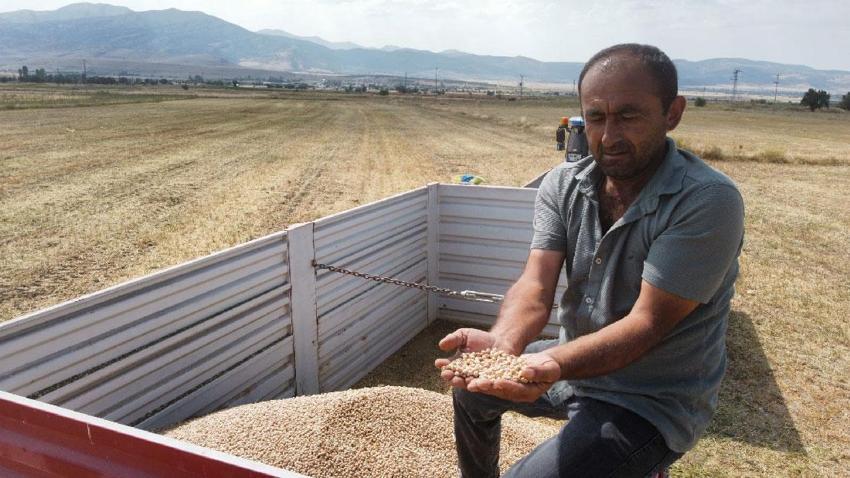 Denizli’de geliştirilen Borsa-20 nohut çeşidinde ilk hasat heyecanı yaşandı