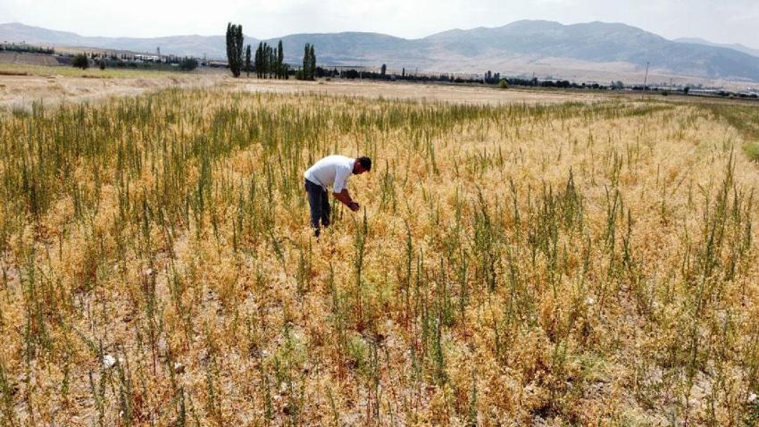 Denizli’de geliştirilen Borsa-20 nohut çeşidinde ilk hasat heyecanı yaşandı
