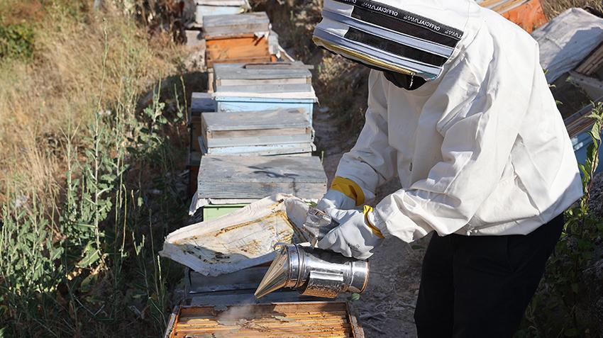 Nevşehir'de memur, mesai sonrası yapıyor! 136 tane var, 600 kilo çıkıyor: Avrupa'ya koli koli satıyor