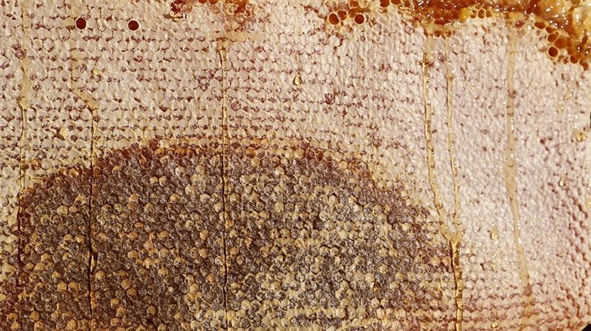 Nevşehir'de memur, mesai sonrası yapıyor! 136 tane var, 600 kilo çıkıyor: Avrupa'ya koli koli satıyor