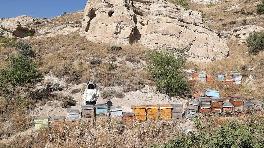 Nevşehir'de memur, mesai sonrası yapıyor! 136 tane var, 600 kilo çıkıyor: Avrupa'ya koli koli satıyor