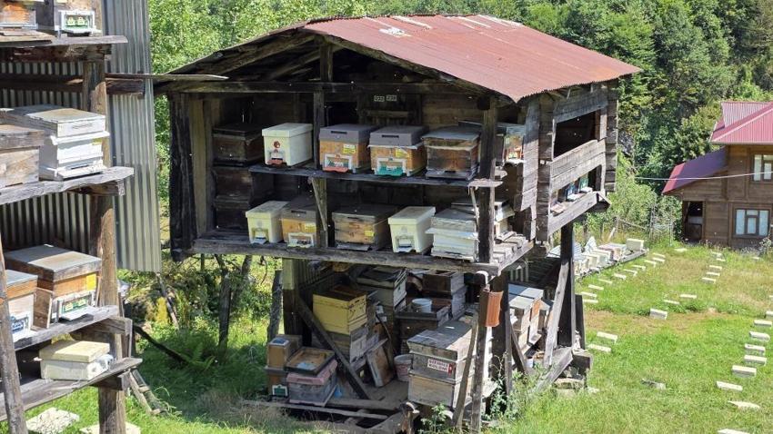 Macahel balında hasat heyecanı! İlk sağım yapıldı, gözler bu yılki rekoltede