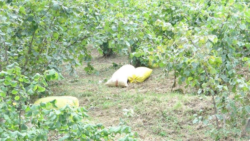 Giresun'da hasat başladı! Üreticinin gözü 300 TL’nin üzerinde