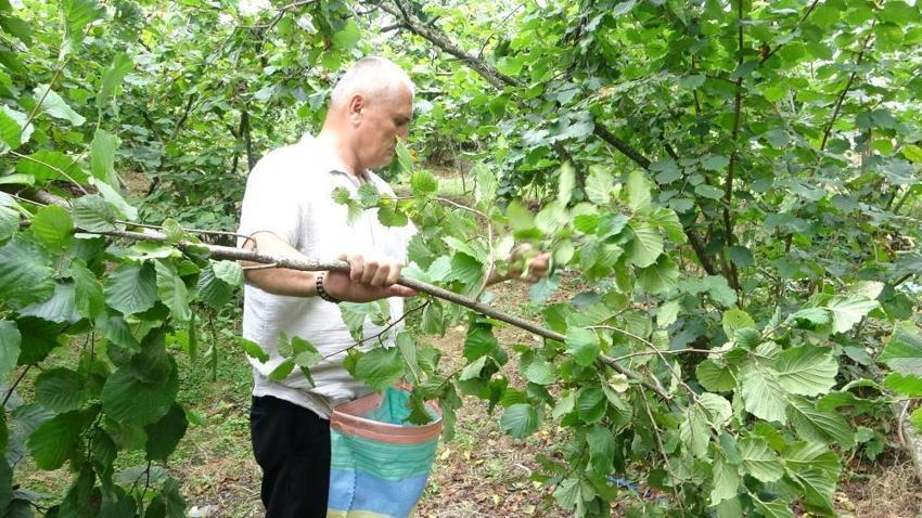 Giresun'da hasat başladı! Üreticinin gözü 300 TL’nin üzerinde