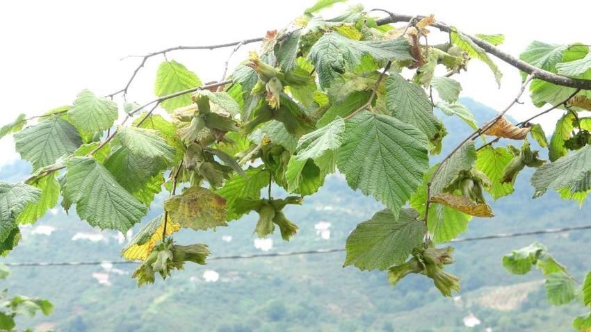 Giresun'da hasat başladı! Üreticinin gözü 300 TL’nin üzerinde
