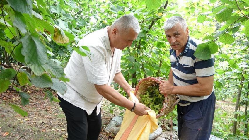 Giresun'da hasat başladı! Üreticinin gözü 300 TL’nin üzerinde