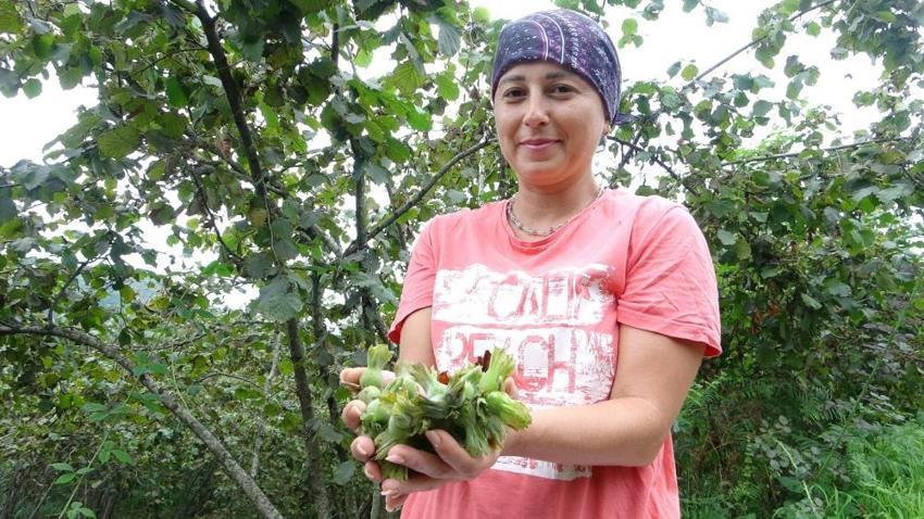 Giresun'da hasat başladı! Üreticinin gözü 300 TL’nin üzerinde