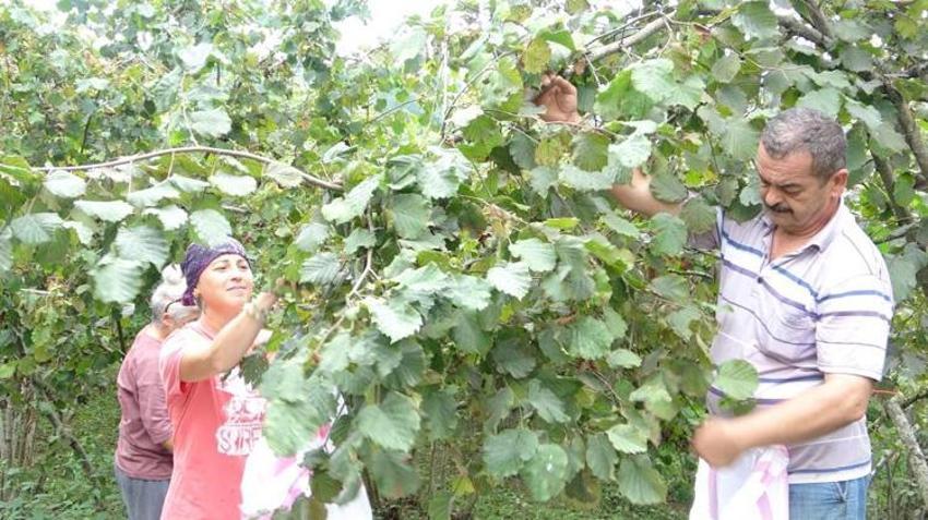 Giresun'da hasat başladı! Üreticinin gözü 300 TL’nin üzerinde