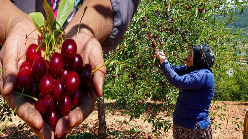 Ankara’da hasat başladı! Kilosu 150 TL’ye ulaşıyor: Çevre illerden sipariş yağıyor