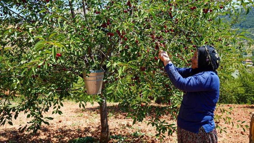 Ankara’da hasat başladı! Kilosu 150 TL’ye ulaşıyor: Çevre illerden sipariş yağıyor