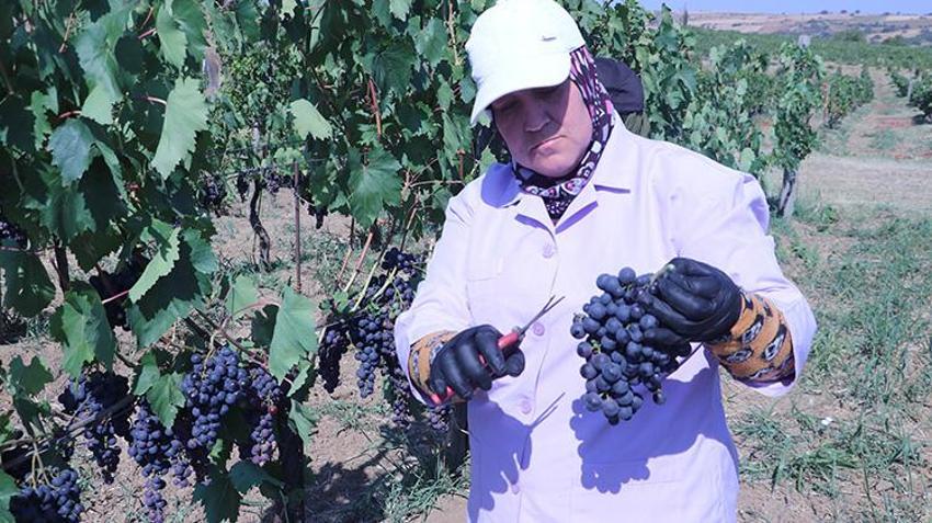 Tekirdağ'da ıslah çalışmalarıyla geliştirildi! Hasadı erken yapılıyor: Üreticisine yüksek kazanç sağlıyor