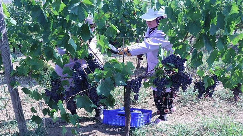 Tekirdağ'da ıslah çalışmalarıyla geliştirildi! Hasadı erken yapılıyor: Üreticisine yüksek kazanç sağlıyor