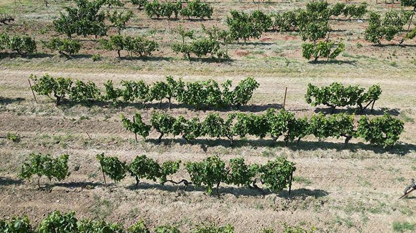 Tekirdağ'da ıslah çalışmalarıyla geliştirildi! Hasadı erken yapılıyor: Üreticisine yüksek kazanç sağlıyor