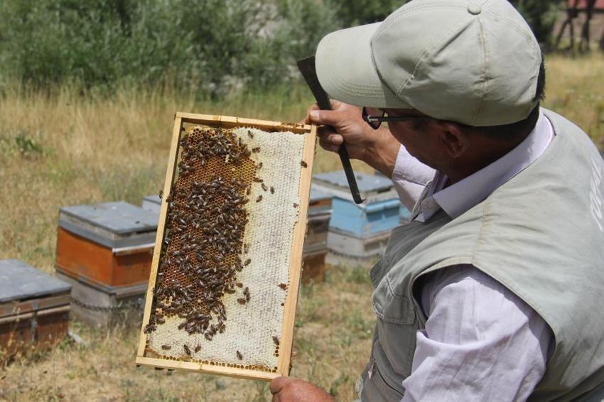 Sivas’ın tescilli balının sırrı ortaya çıktı! 444 endemik bitki lezzet katıyor