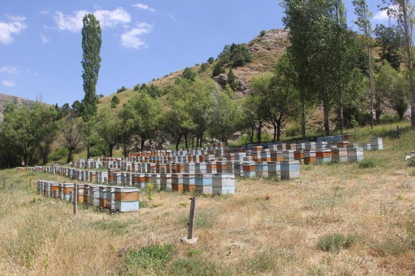 Sivas’ın tescilli balının sırrı ortaya çıktı! 444 endemik bitki lezzet katıyor