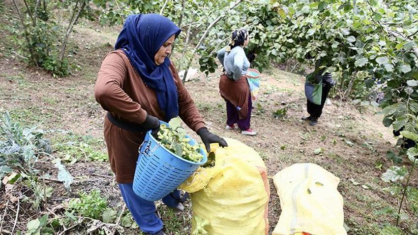 10 Ağustos'u beklemediler, hemen bahçelere girdiler: Giresun'da yeşil altın hasadı erken başladı!