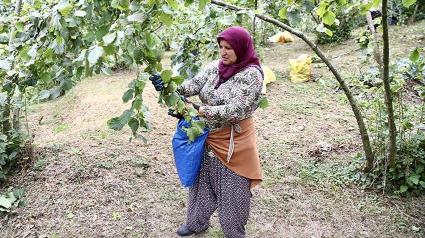10 Ağustos'u beklemediler, hemen bahçelere girdiler: Giresun'da yeşil altın hasadı erken başladı!