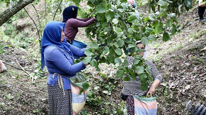 10 Ağustos'u beklemediler, hemen bahçelere girdiler: Giresun'da yeşil altın hasadı erken başladı!