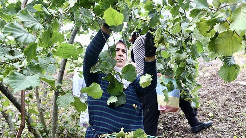 10 Ağustos'u beklemediler, hemen bahçelere girdiler: Giresun'da yeşil altın hasadı erken başladı!
