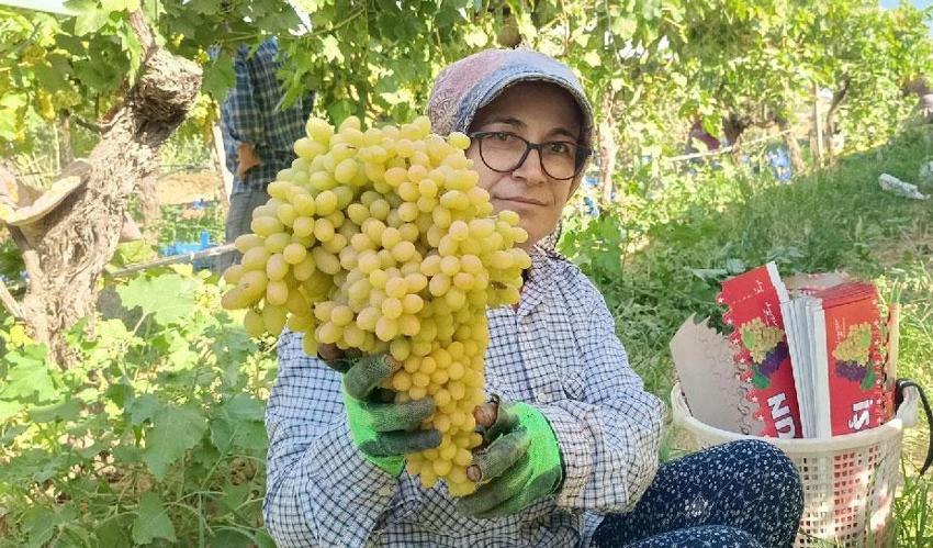 Manisa’da, ünü sınırları aşan çekirdeksiz Sultani üzümde hasat tarihi belli oldu